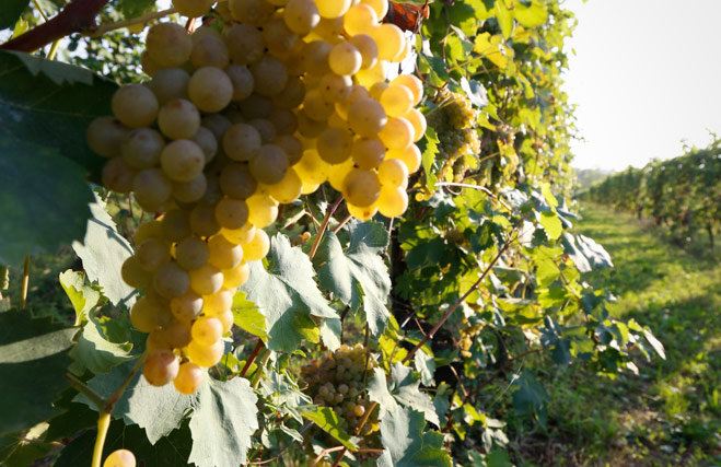 Le-morette-azienda-4